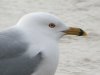 Ring-billed Gull at Westcliff Seafront (Steve Arlow) (58685 bytes)